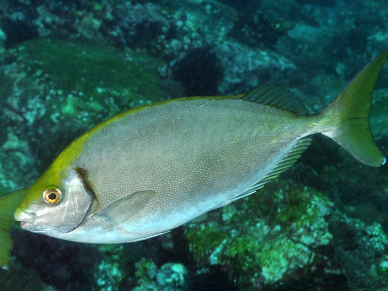 Doctor fish